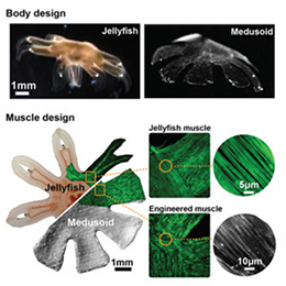 Comparison of jellyfish and Medusoid