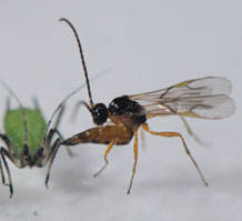 Parasitic wasp attacks aphid