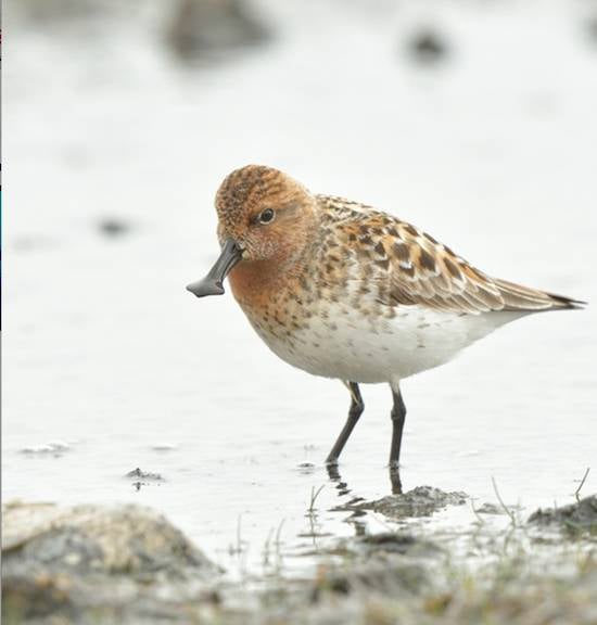 Sandbill Piper, also endangered, credit IUCN Baz Scampion