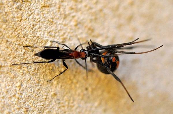 A nigricornis was having killed a redback spider. Credit: Florian and Peter Irwin