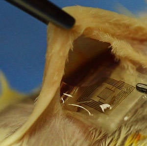Boffins insert dissolvable implant into a lab rat
