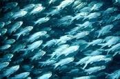 School of six finger threadfin fish