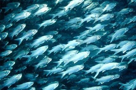 School of six finger threadfin fish