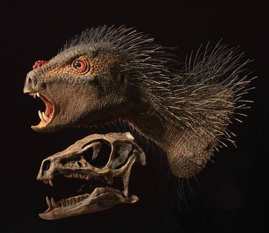 The Pegomastax africanus, courtesy University Chicago