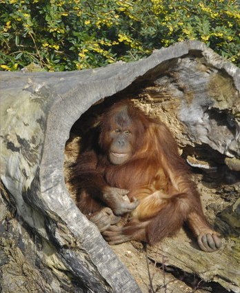 Orangutan at Chester Zoo