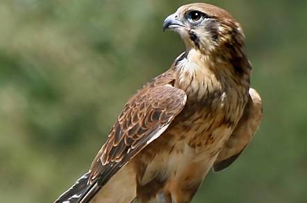 Falcon