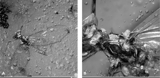 Scan of a springtail on a mayfly, photomicrograph of specimen in amber, credit Dr David Penney, The University of Manchester
