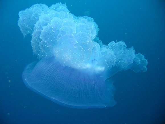 Cnidaria