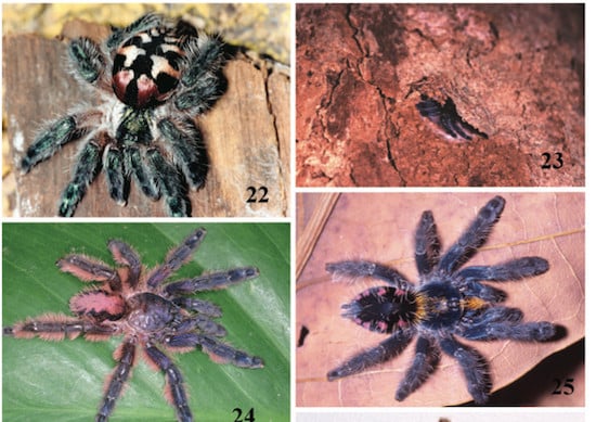 New species of tree tarantula, credit R. Bertani, published Zookeys