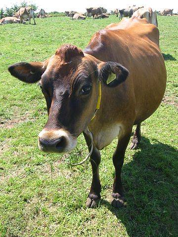 Jersey cow