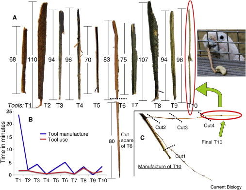 Figaro the Cockatoo and his sticks, credit Current Biology, Alice M.I. Auersperg, Birgit Szabo, Auguste M.P. von Bayern, and Alex Kacelnik