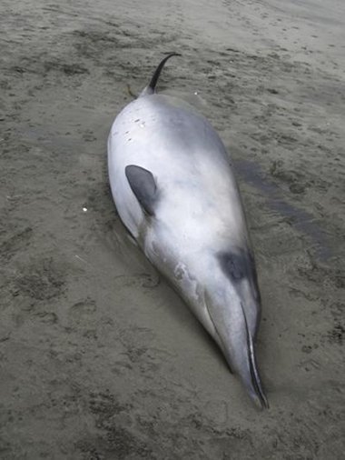 A Grays beaked whale