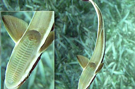 Remora sucker fish