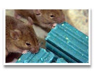 Some rats tucking into anti-coagulant doom, credit Bell Labs