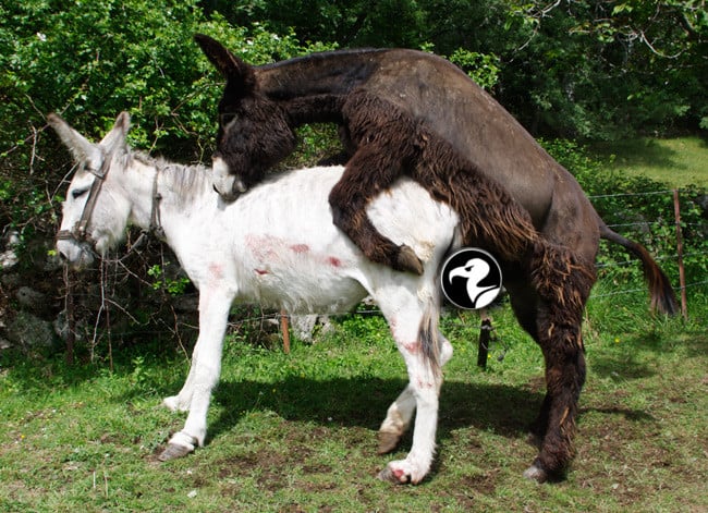 Two donkeys having sex