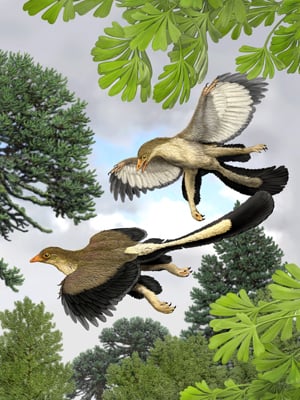 Artist&amp;amp;#39;s impression of the Archaeoteryx lithographica in flight