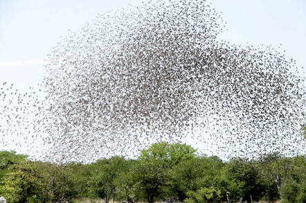 Flock of birds