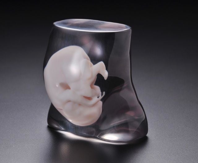 Fasotec embryo model