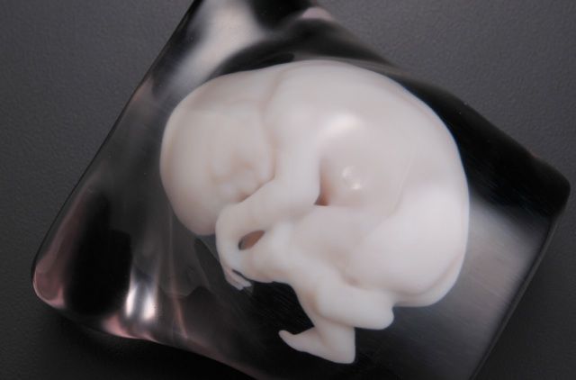 Fasotec embryo model