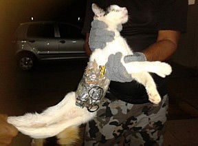 The nabbed cat with the contraband strapped to its body