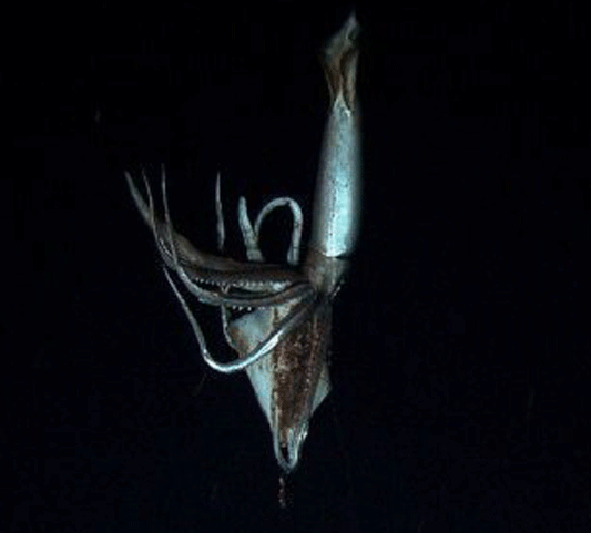 Scientists snap first film of giant squid in action • The Register