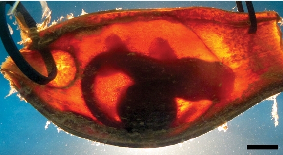 Shark embryo in an egg case