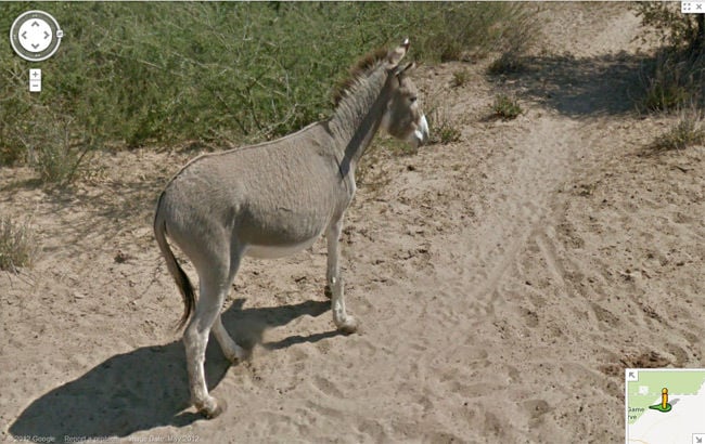 Donkey alive and well on Street View