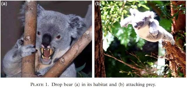 The Fearsome Australian Drop Bear! (Killer Koalas?)