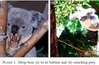 Drop bears: Australia&amp;#39;s most deadly creature