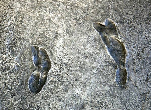 Laetoli footprints