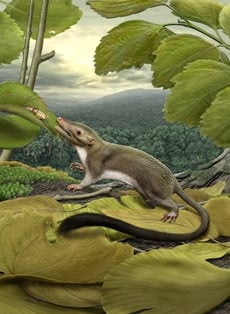 Artist&amp;amp;#39;s rendering of placental mammal ancestor