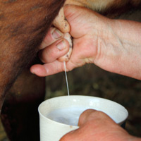 A hand milking a cow into a cup
