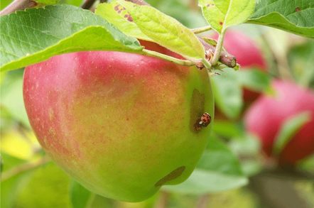 apple with ladybird