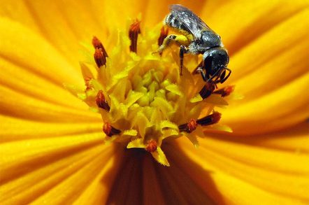 Honey bee on flower