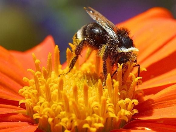 A bee covered with pollen on a flower