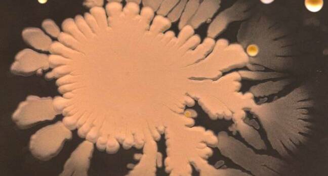 Bacteria on a mobile phone