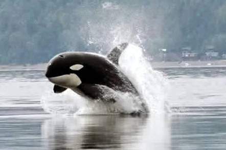 Killer whale