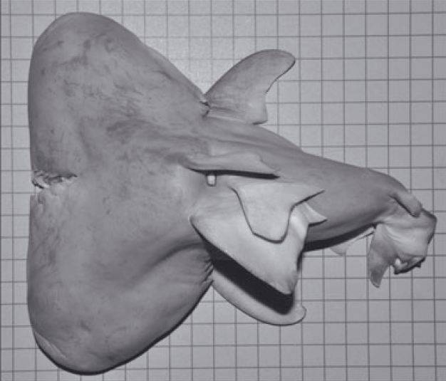 Two-headed Bull Shark fetus