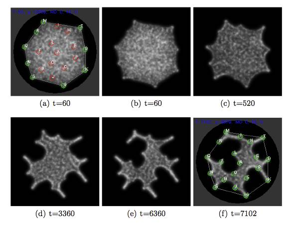 Virtual Slime Mould solving the travelling salesman problem