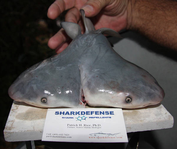 Two-headed shark