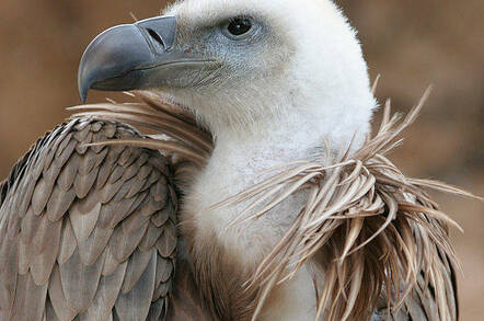 Vulture