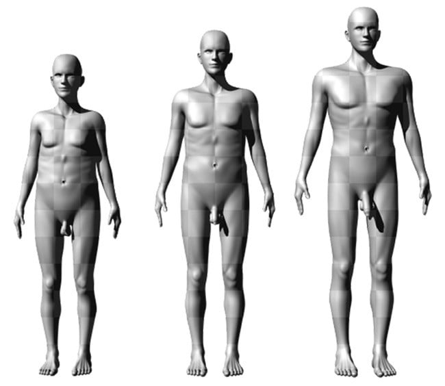  Male figures representing average (center) and extremes (left and right) in height, shoulder-to-hip ratio, and penis size. Pic: Brian Mautz