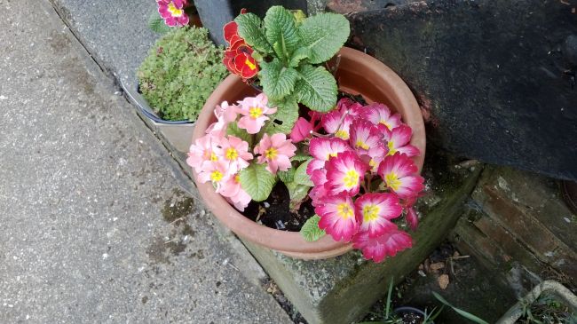 Macro photo of a flowerpot