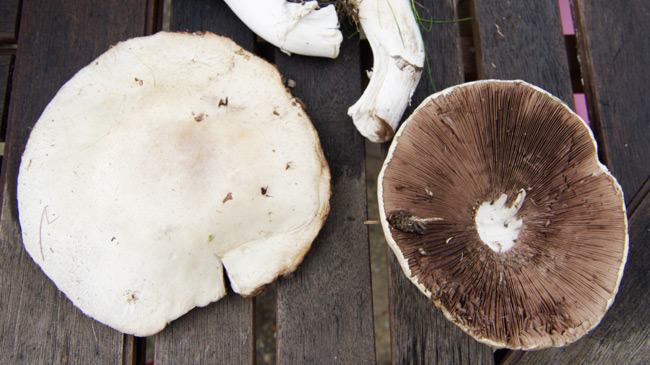 A couple of field mushrooms