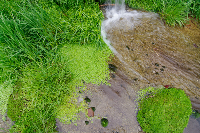 Pamplina growing by the fountain in the village