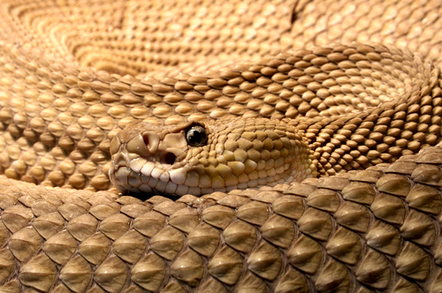 Rattlesnake