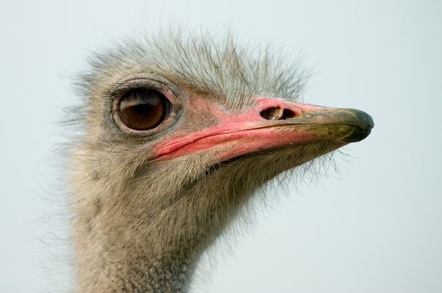 Ostrich