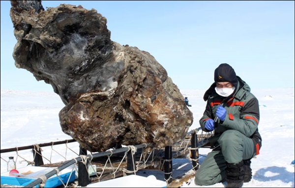 The carcass of a frozen mammoth