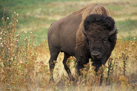 American Bison