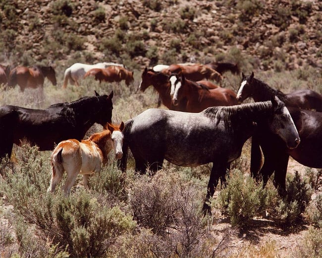 Herd of horses in Nevada
